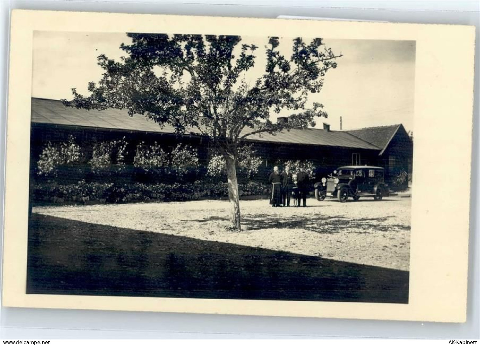 83317 W8221 Linden - 50943782