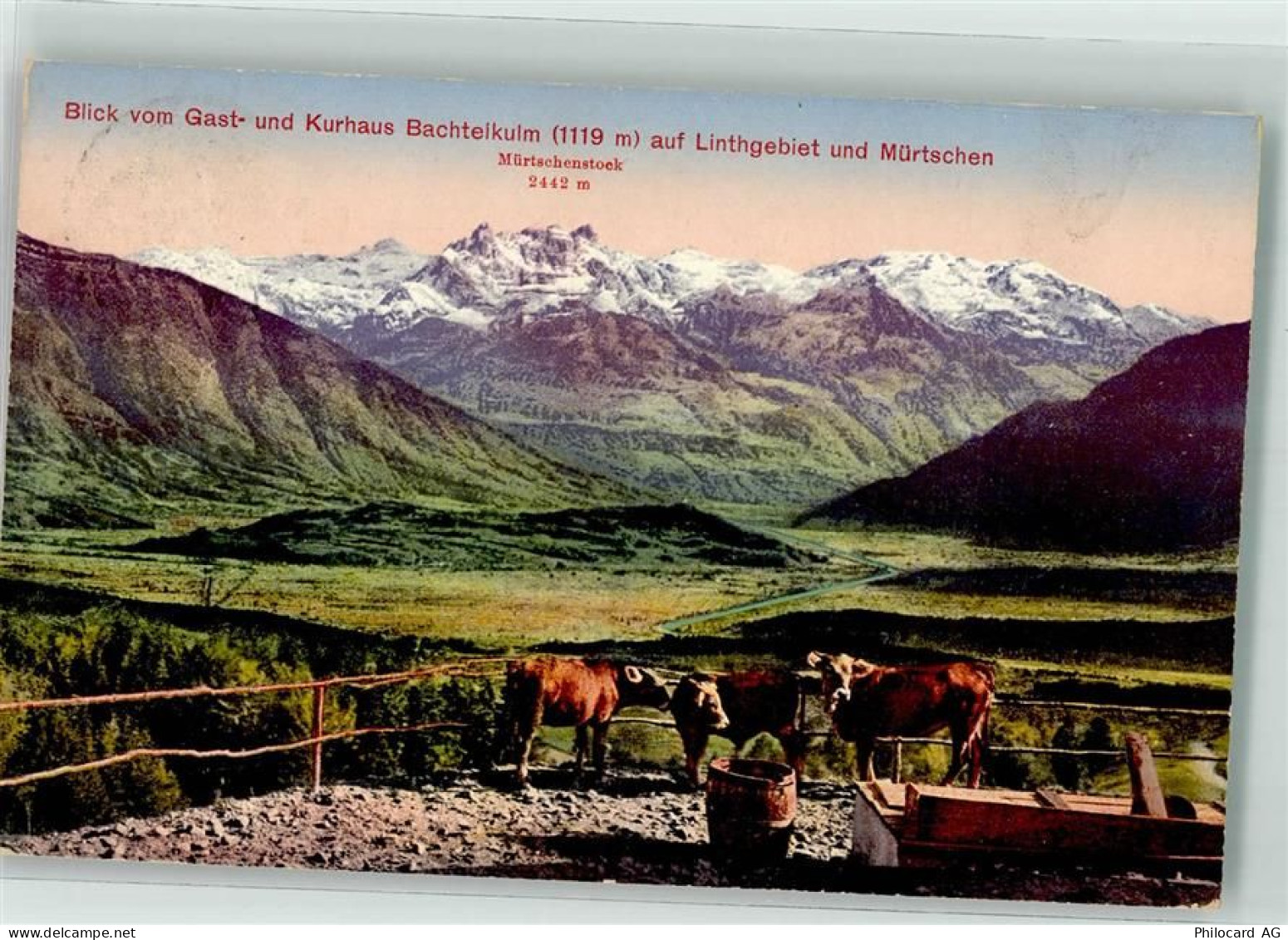 8340 Hinwil 1919 - Gasthaus Bachtelkulm Kühe - 39696976