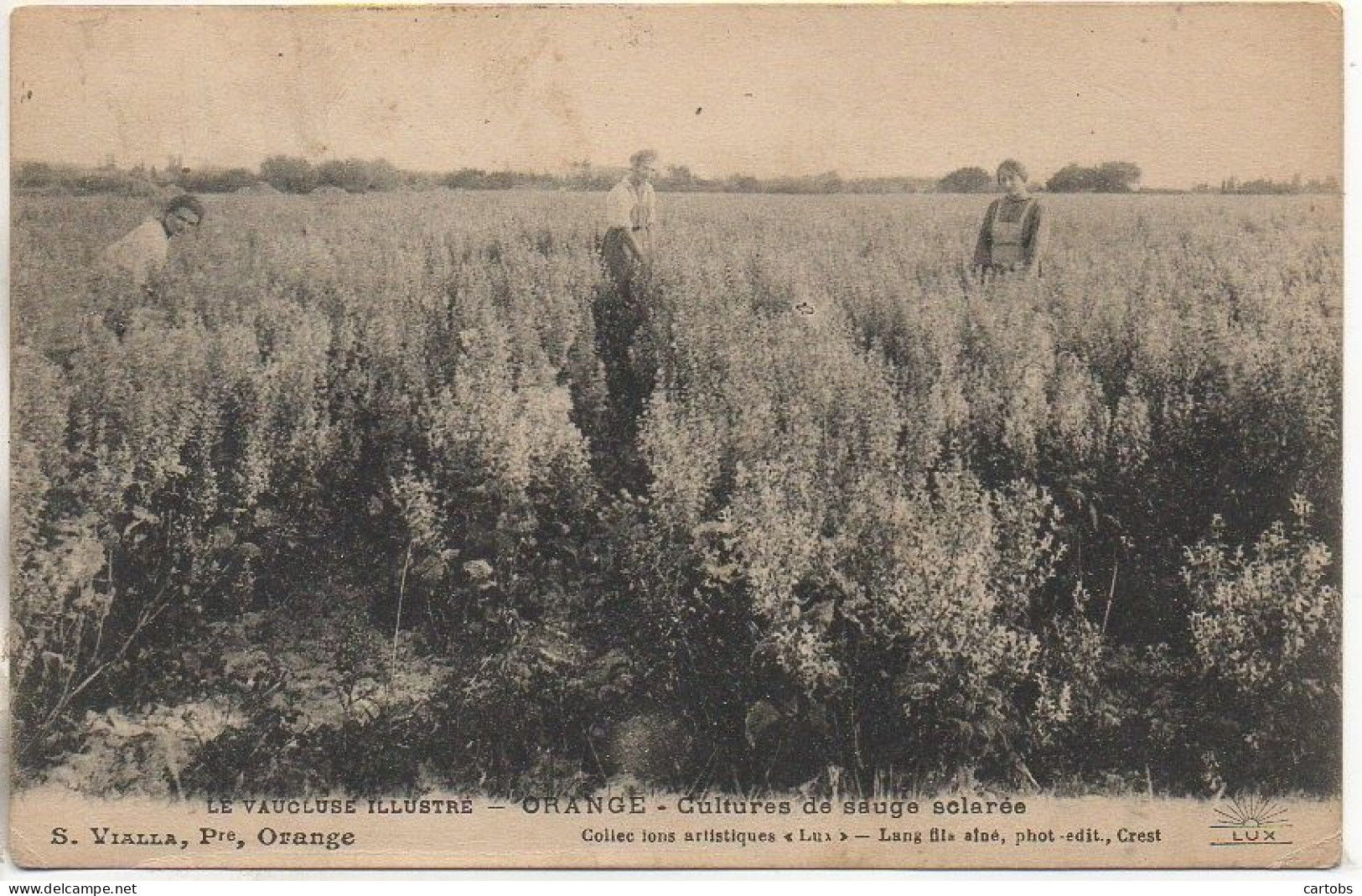 84 ORANGE - Cultures de Sauge sclarée