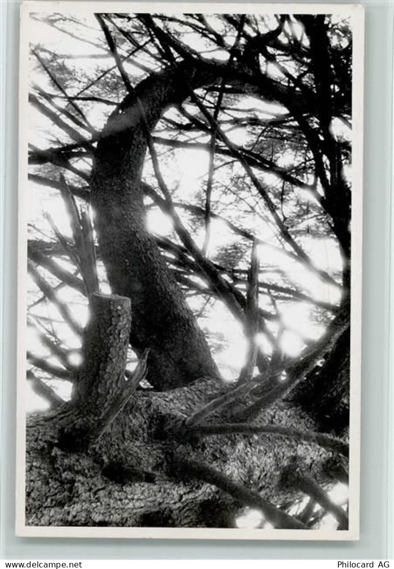 8494 Bauma - Baumaufnahme - 11093575