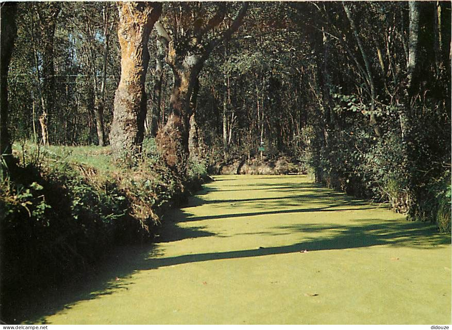 85 - Maillezais - Venise Vendéenne - Fossé de la Vergnée - Carte Neuve - CPM - Voir Scans Recto-Verso