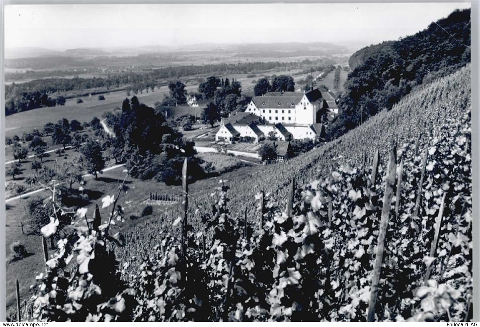 8532 Warth Kartause Ittingen - Weinhang - 50577590
