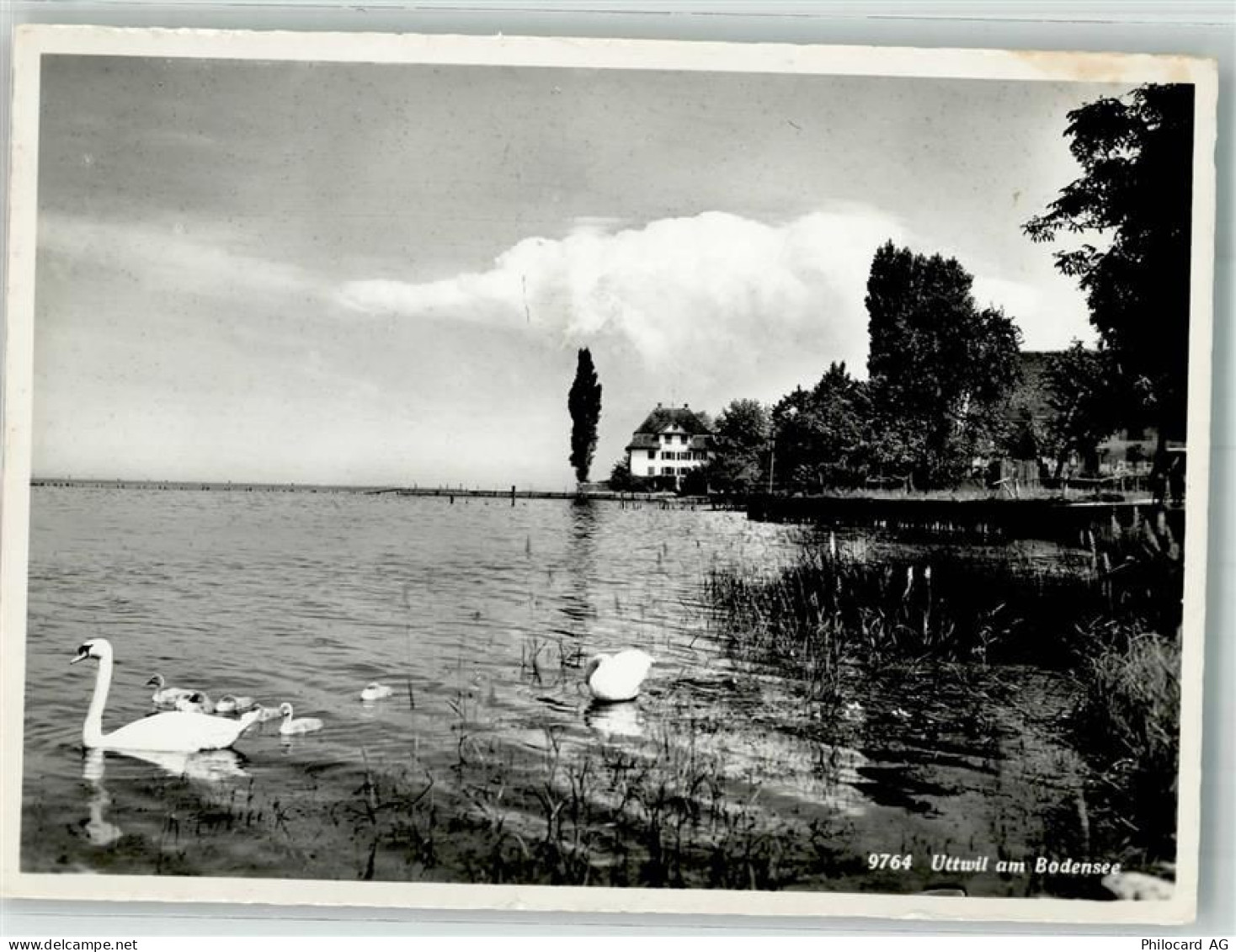 8592 Uttwil 1958 Foto AK Uferpartie Schwäne - 38070103