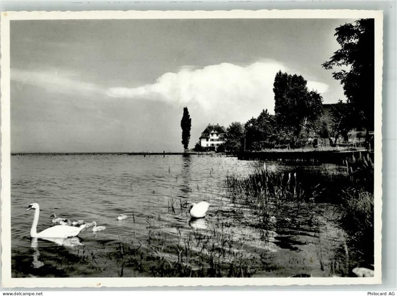 8592 Uttwil 1963 Foto AK Uferpartie Schwäne - 38069983