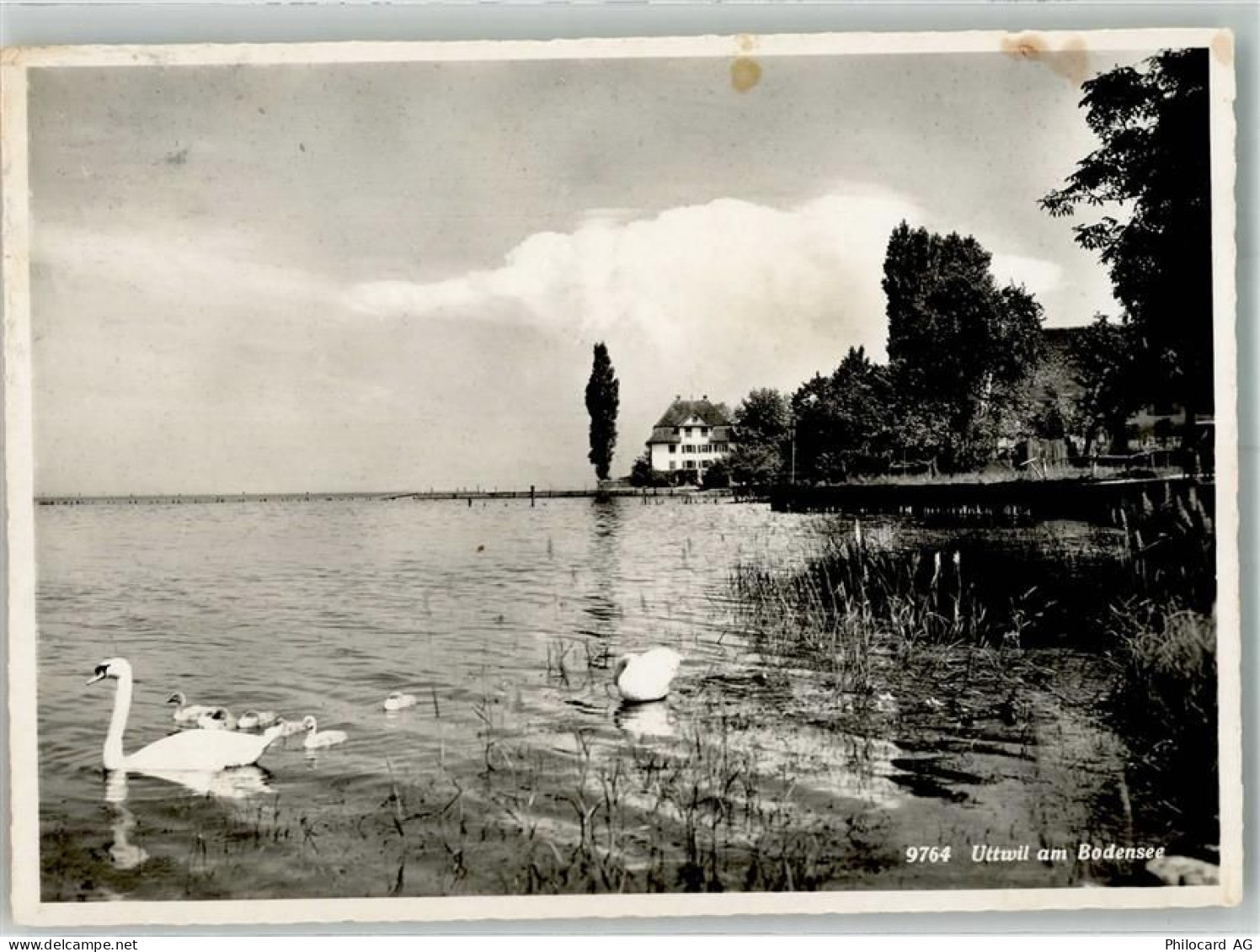 8592 Uttwil Foto AK Uferpartie Schwäne Bahnpost - 38069930