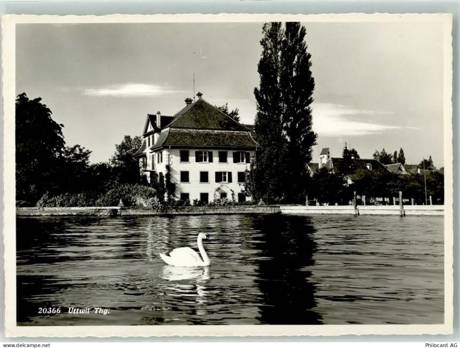 8592 Uttwil Gebrauchsspuren Schwan Foto Gross - 39701094
