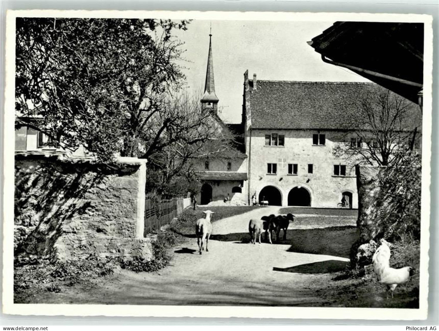 8608 Bubikon Foto AK Schafe Huhn Foto Honegger - 39702748