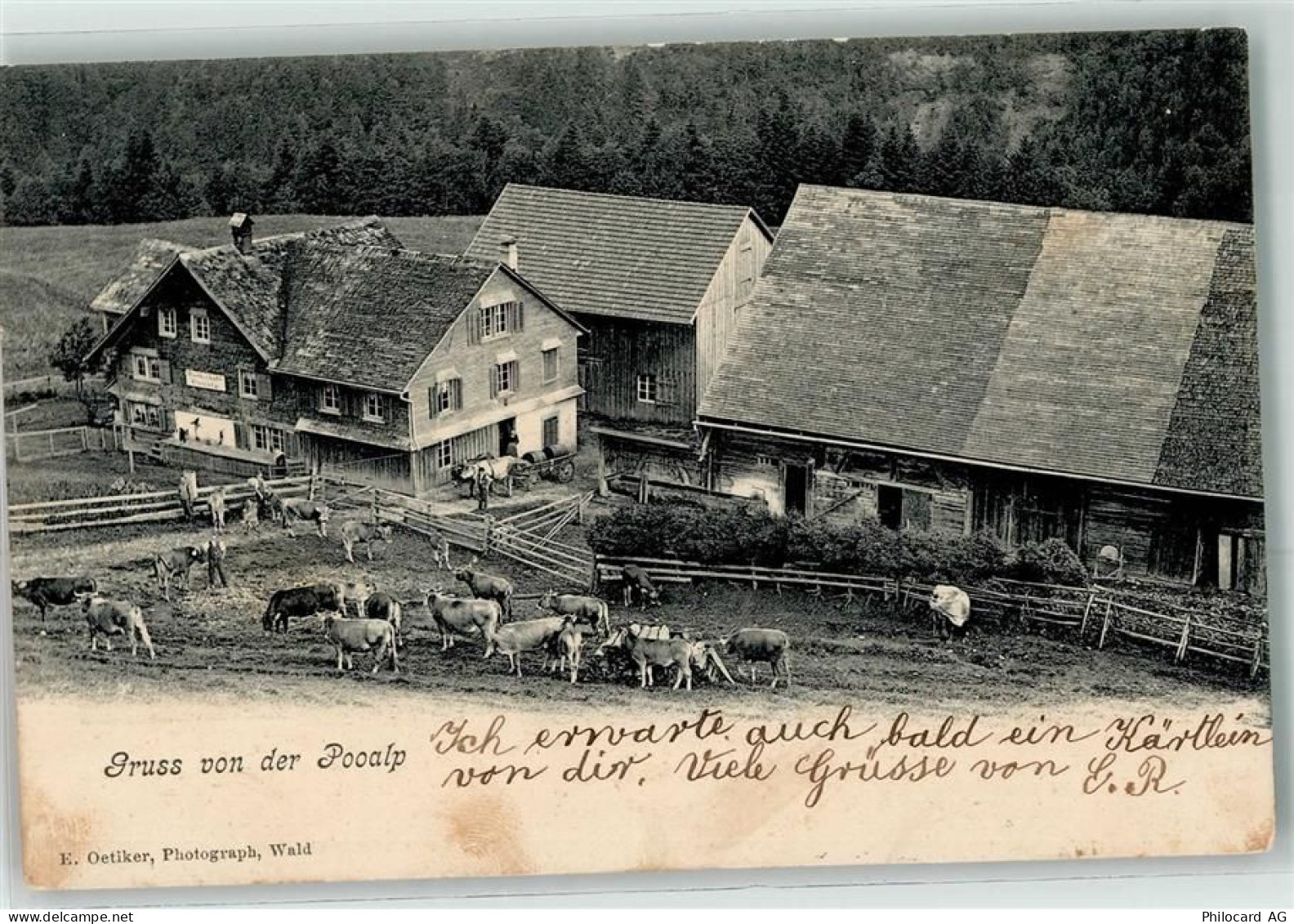 8638 Goldingen 1903 - Pooalp Kühe - 13271506