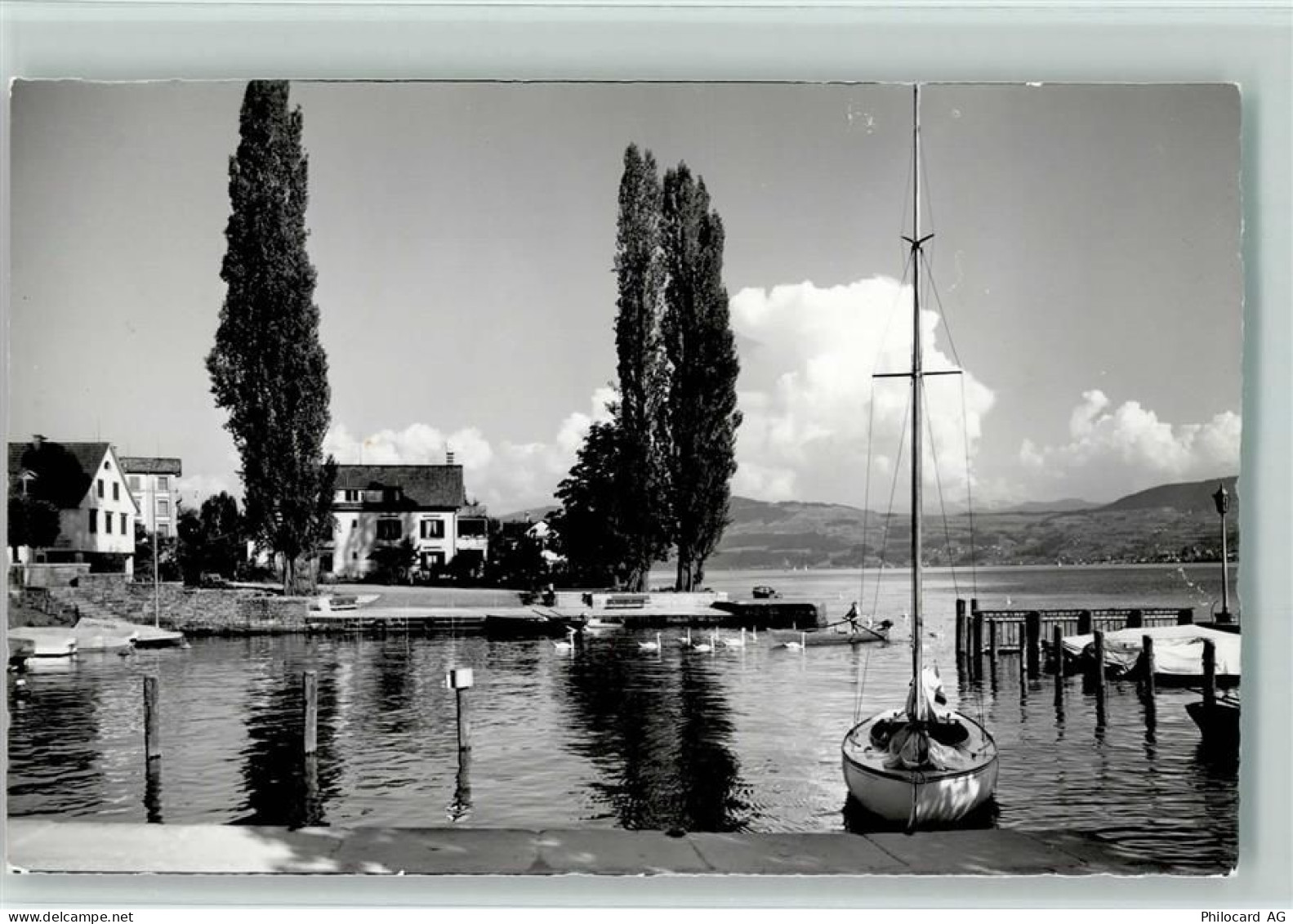 8708 Männedorf - SegelbootSchwäne - 10158432