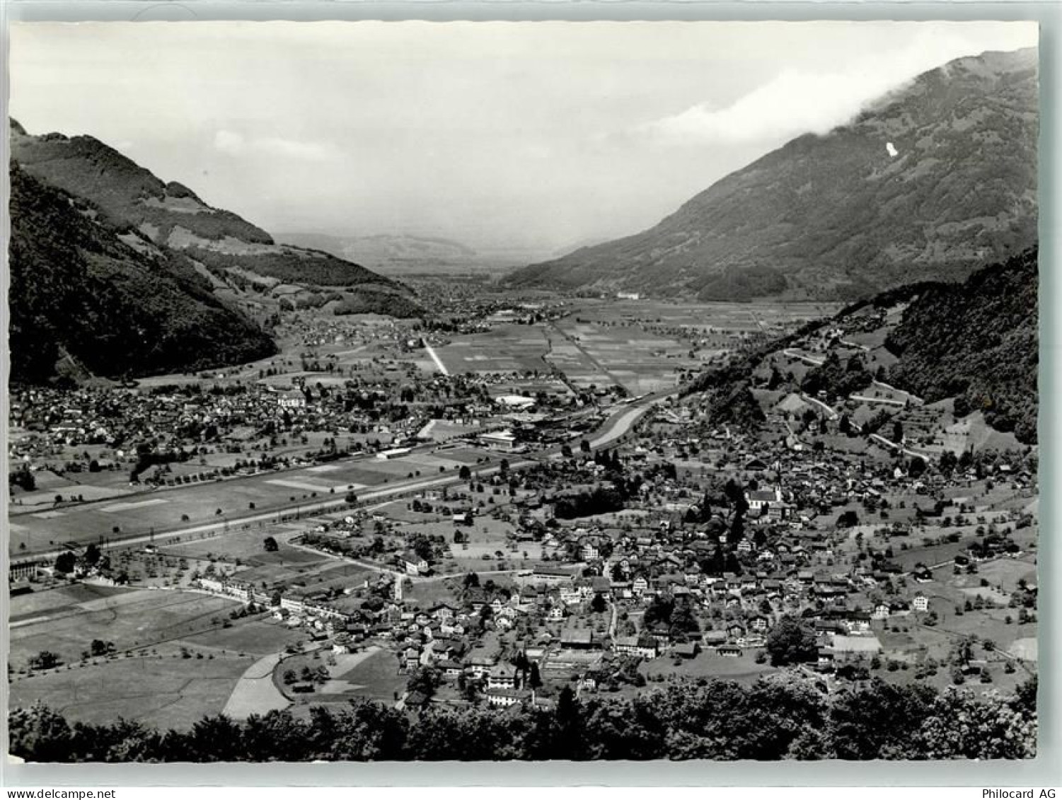 8753 Mollis Foto AK - 39699477