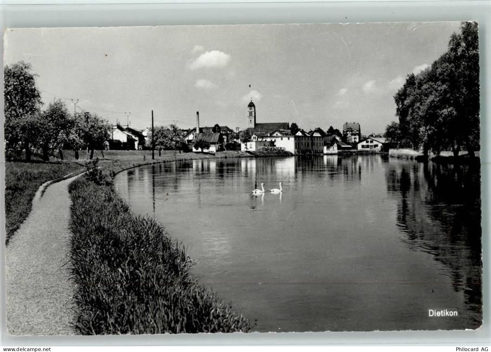 8953 Dietikon - Schwäne - 13109626