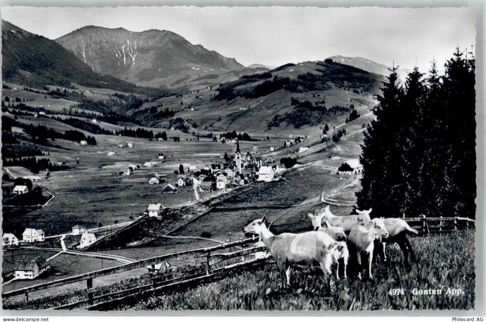 9108 Gonten - Ziegen - 51797009