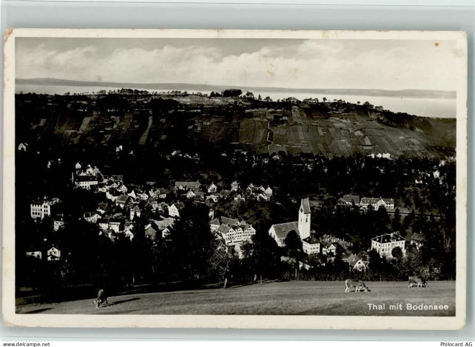 9425 Thal - Bodensee Kühe - 13114153