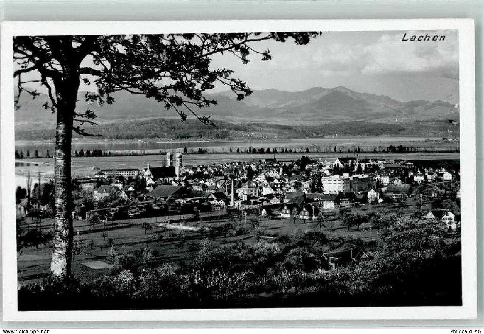 9428 Lachen - Baum - 10216540