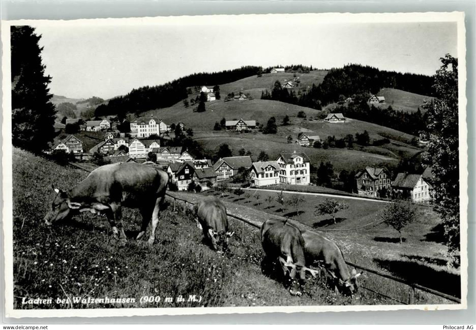9428 Lachen - Kühe - 10644499