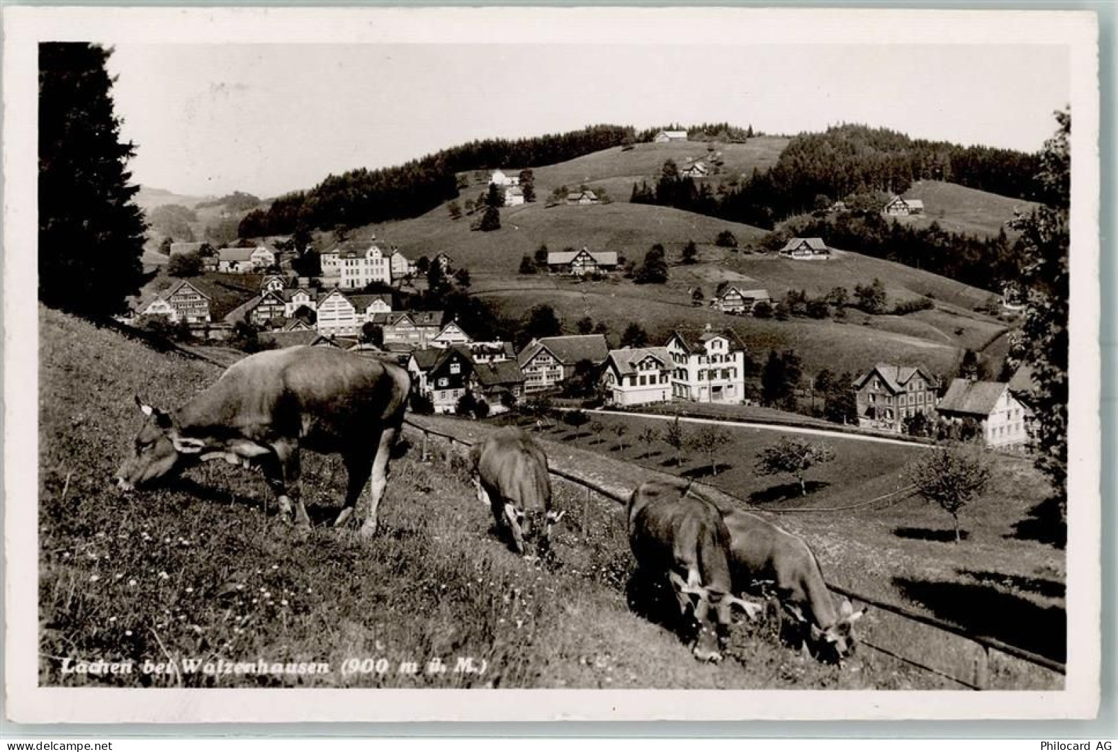 9428 Lachen - Kühe - 13160334