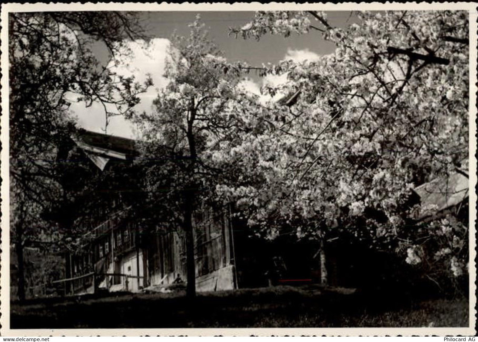 9473 Gams Gasenzen - 50460308