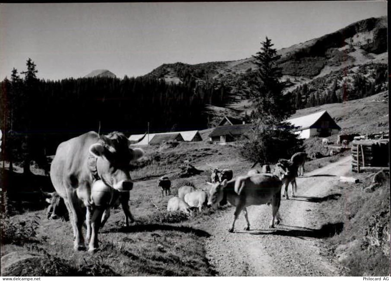 9473 Gams Gasenzen - 50460320