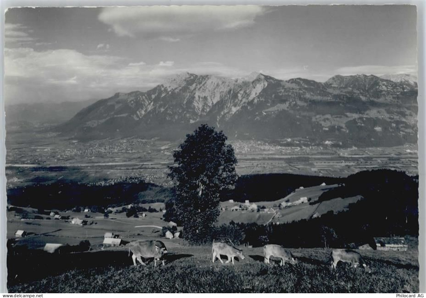 9475 Sevelen - Sevelerberg, Rheintal, Drei Schwestern, Kuh - 50564730