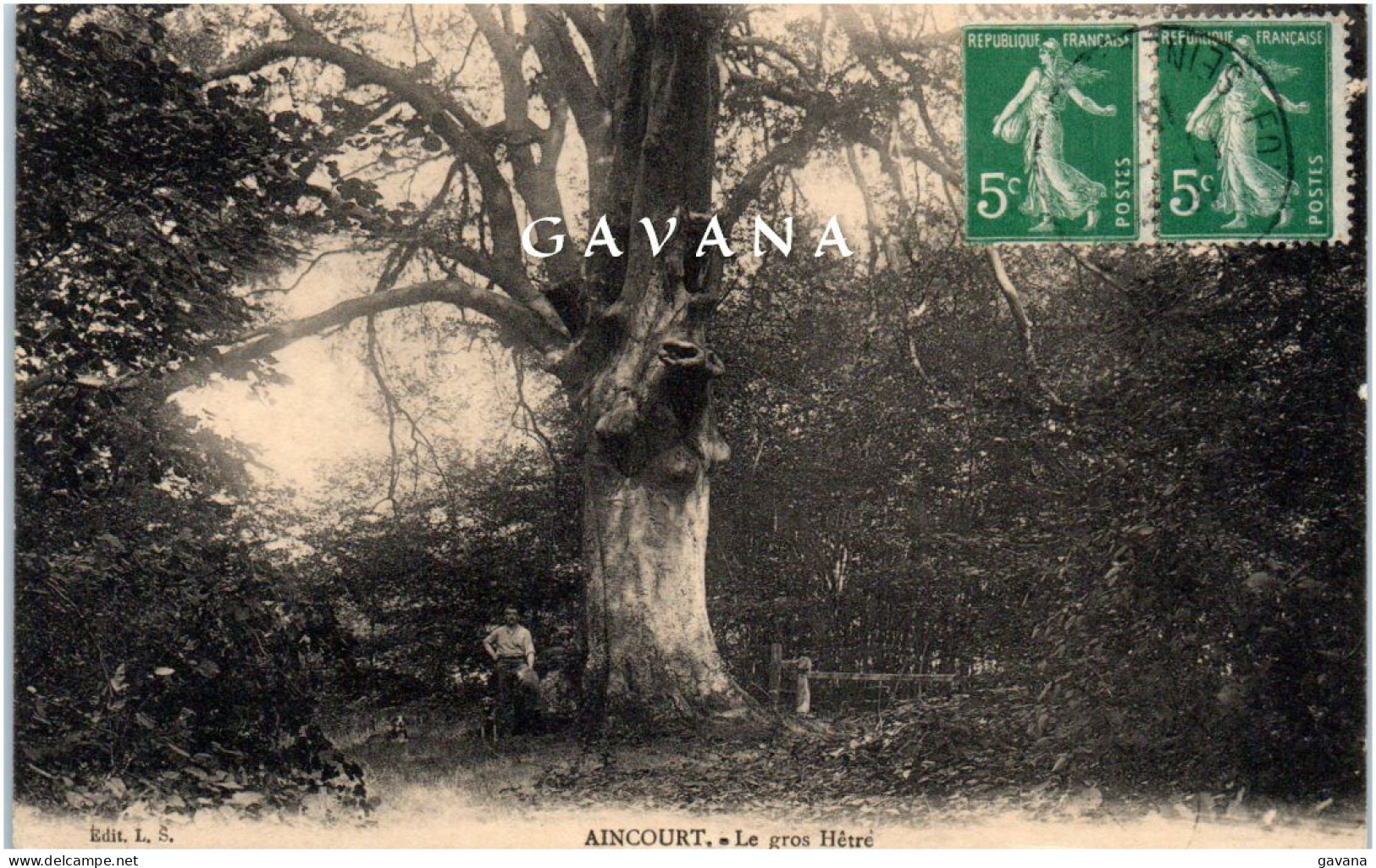 95 AINCOURT - Le gros hêtre