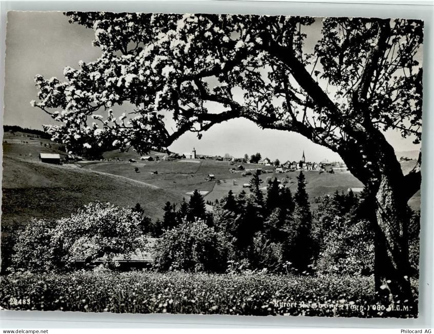 9633 Hemberg - Kurort Hemberg Obertoggenburg blühender Bäum - 11064709