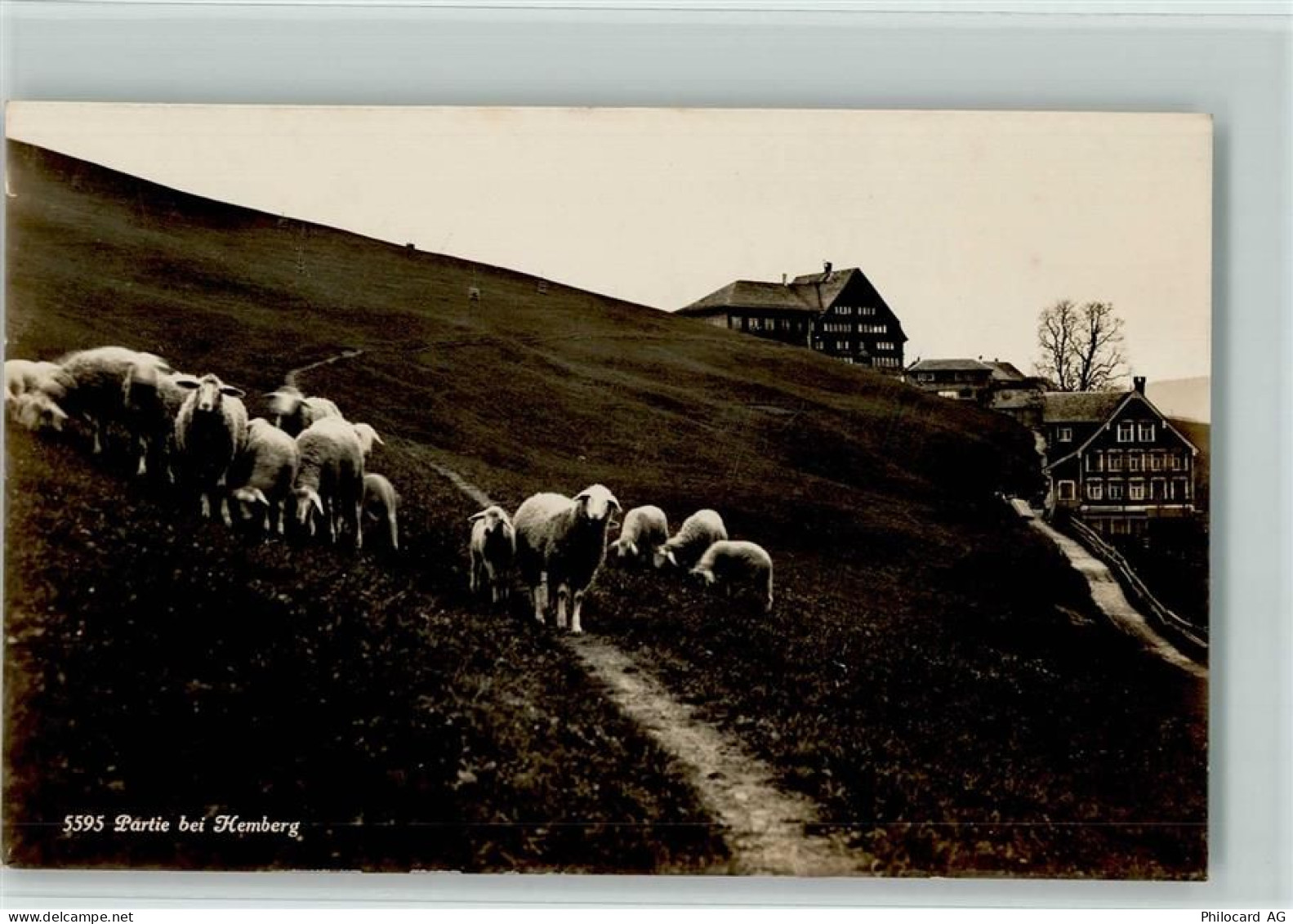 9633 Hemberg - Partie bei Hemberg Schafherde - 10148419