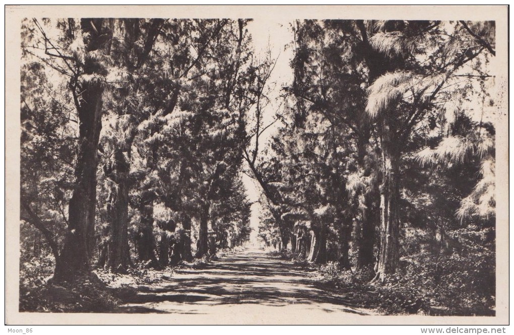 974 - ILE DE LA REUNION  - SAINT PAUL - Saint Gilles les Bains  -  la route dans la foret