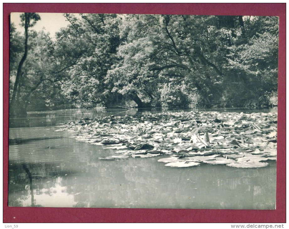 A13155 / RIVER Kamchiya Kamtschija Kamtschia -  FLOWER - Waterlily - Bulgaria Publ. "Bulgarian photography"  A-12 / 1960