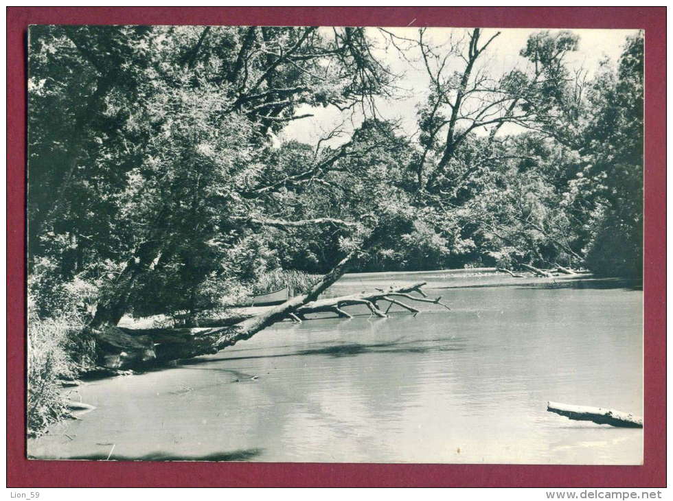 A13156 / RIVER Kamchiya Kamtschija Kamtschia - Tree  Bulgaria Publ. "Bulgarian photography" # A7 / 1960