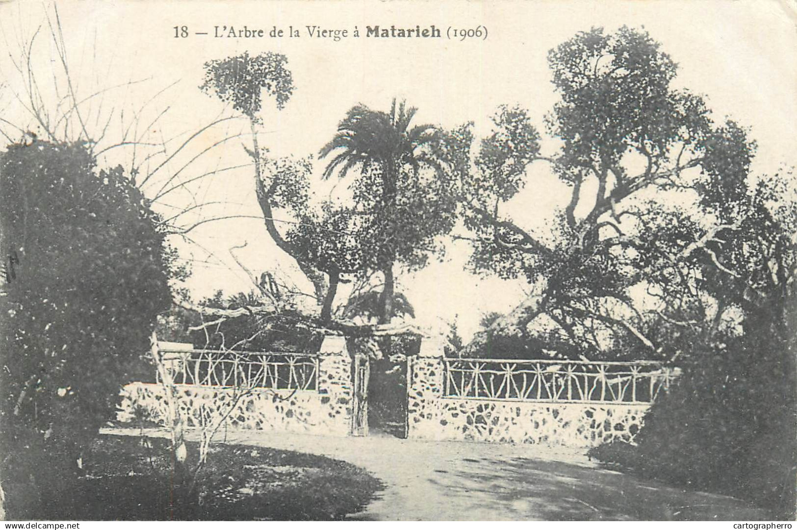 A5154 Matareya arbre de la Vierge