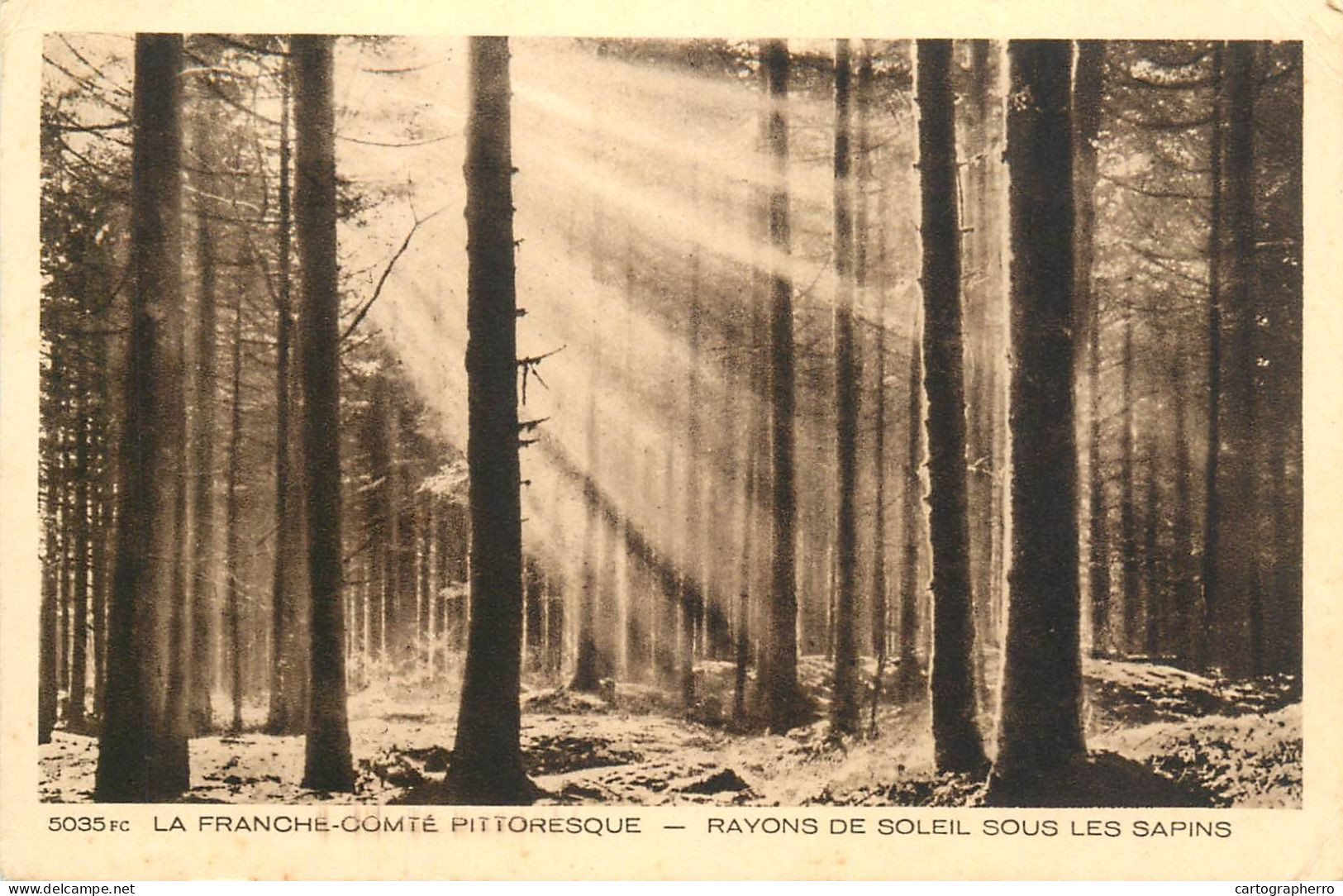 A5363 Franche-Comté rayons de soleil sous les sapins