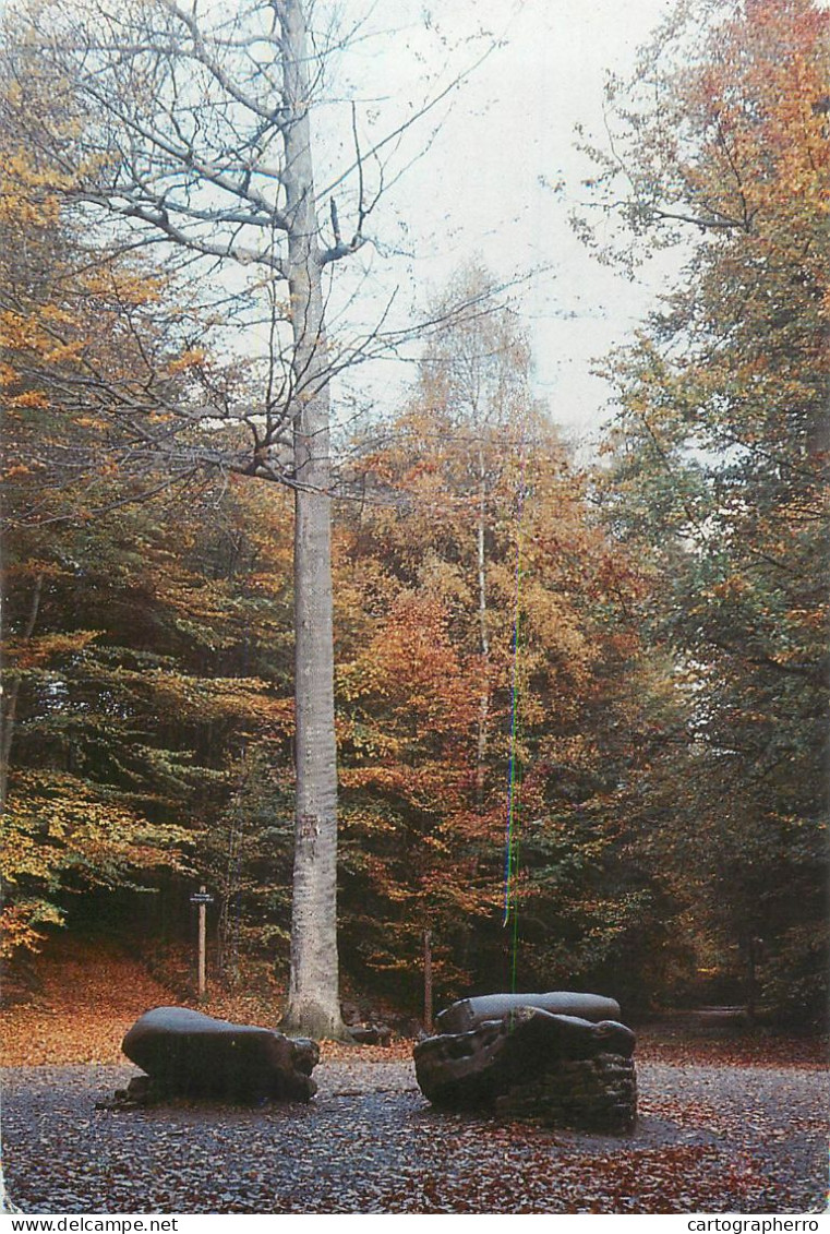 A5657 Belgium Tervueren het park autumn colours
