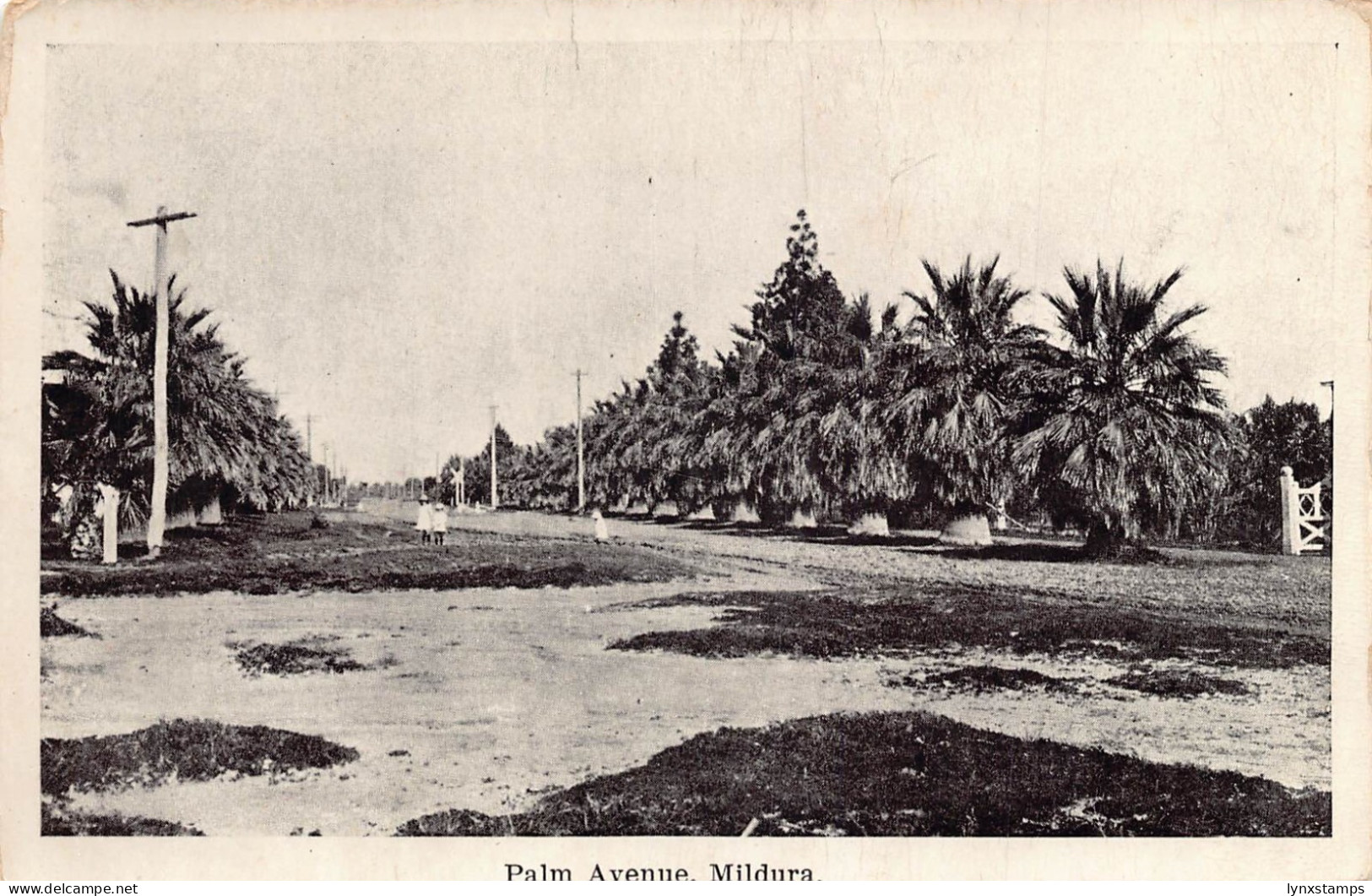 A866 Australia Palm Avenue Mildura vintage postcard