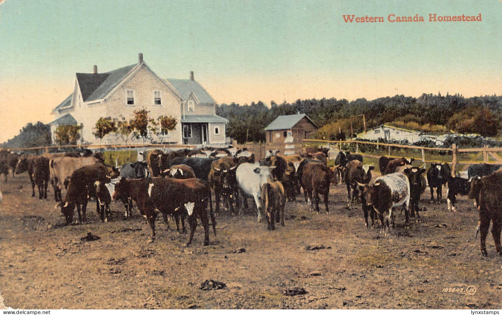 A892 Canada Western Canada Homestead Cattle vintage postcard