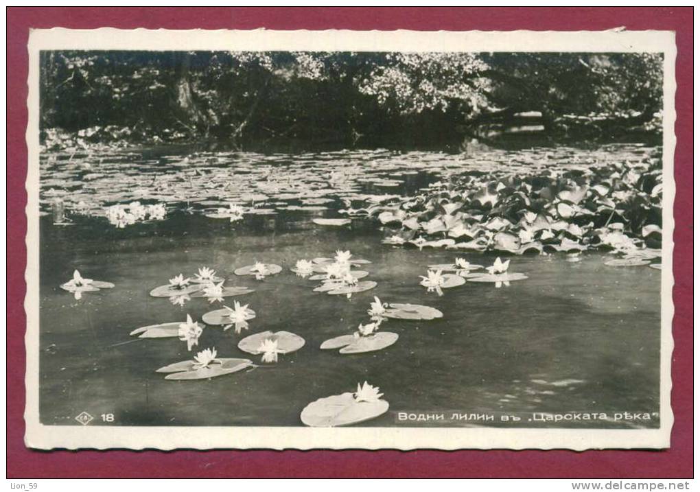 A9632 / Kamchiya Kamtschija "Tsarska River" 1930 FLOWER - Waterlily - Bulgaria Bulgarie Publ. "Grigor Paskov" # 18