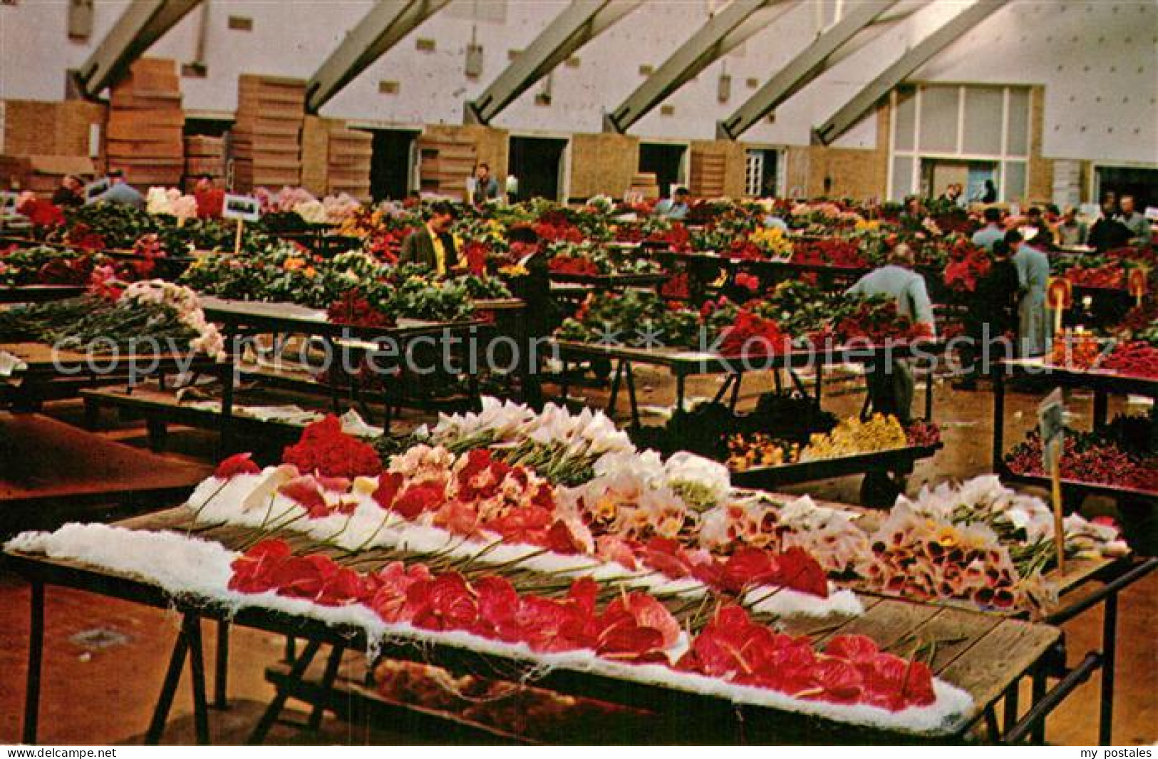 Aalsmeer Bloemenveiling