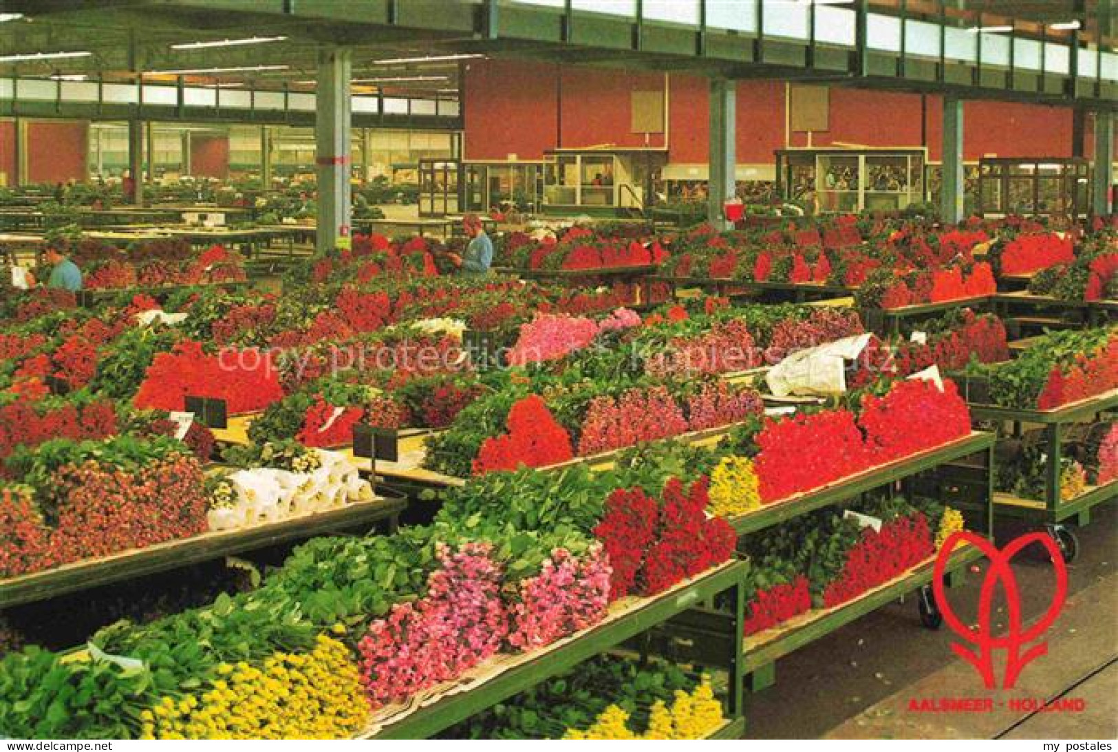 Aalsmeer Noord-Holland NL Blumenauktion VBA-Aalsmeer Schnittblumen Rosen Halle T