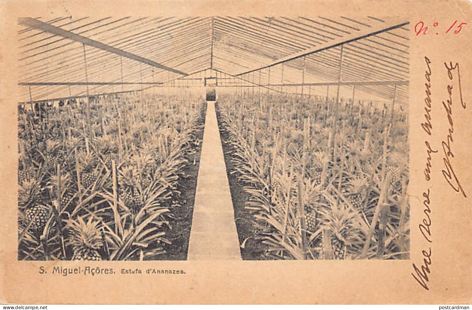 Açores - SÃO MIGUEL - Estufa d'ananazes