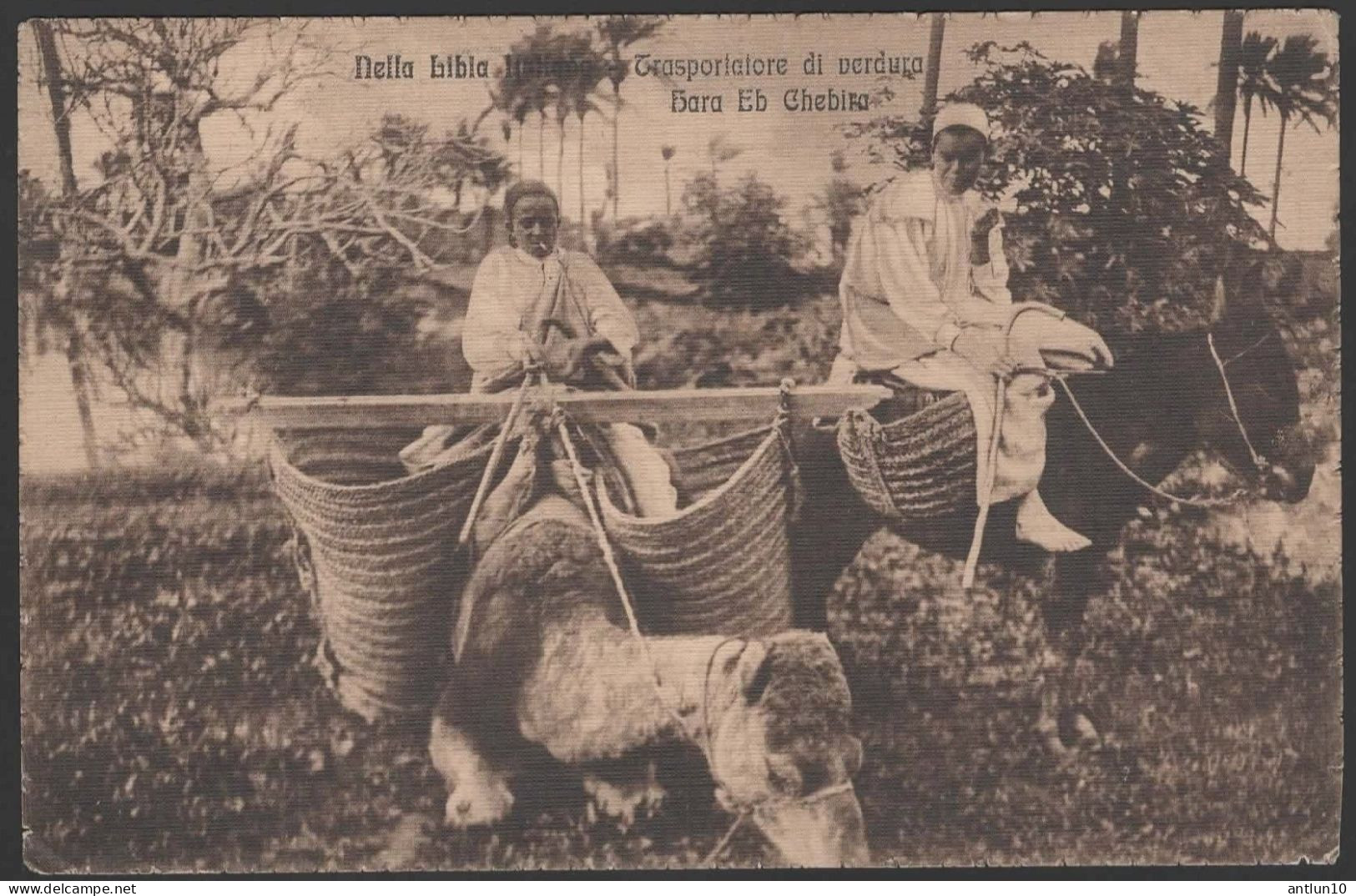 $#$#(AD2603)- Nella Libia Italiana-Trasportatore di verdura- usata da Tripoli 1914