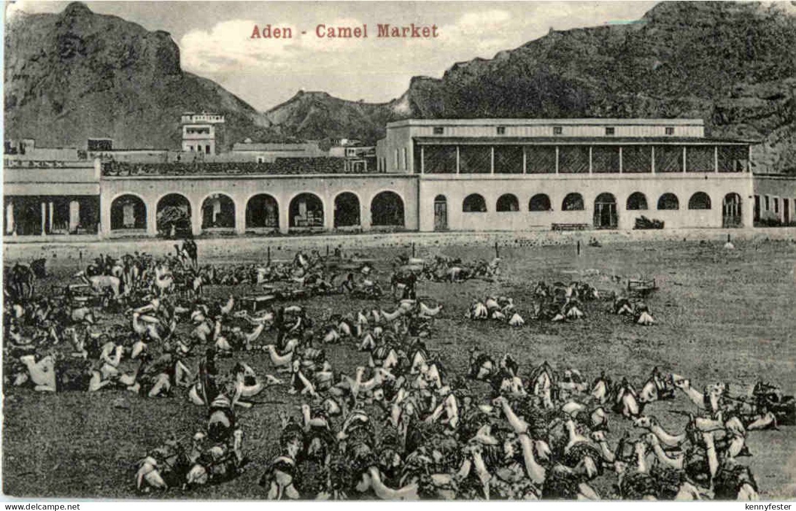 Aden - Camel market - Jemen