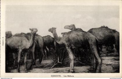 CPA Dschibuti, Kamele