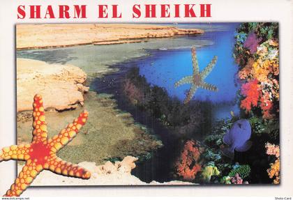 EGYPTE SHARM EL SHEIKH PLONGEE EN MER ROUGE