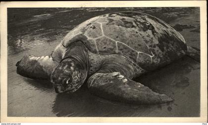 GUINEE ESPAGNOLE - Tortue de mer - Publicité laboratoire, médicaments, Ionyl - eau de mer - santé