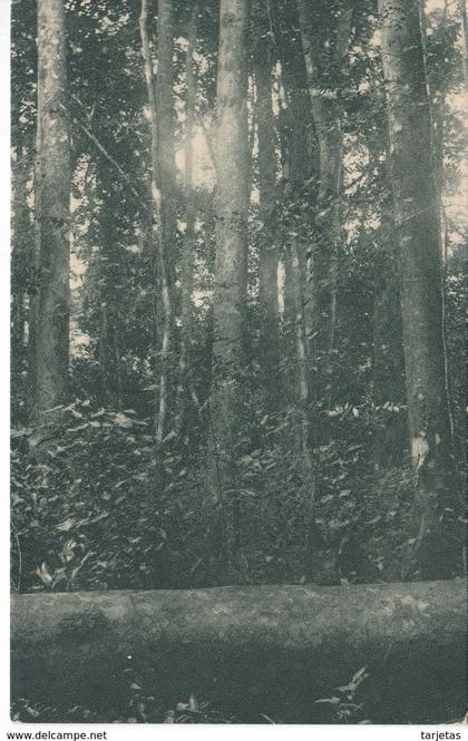 POSTAL DE GUINEA ESPAÑOLA DE ASPECTO FORESTAL CONCESION IZAGUIRRE Y Cia EN BIKABA (EXPO IBERO-AMERICANA SEVILLA 1929)