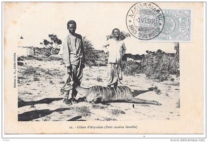 ETHIOPIE - Gibier d'Abyssinie (petit coudou femelle)