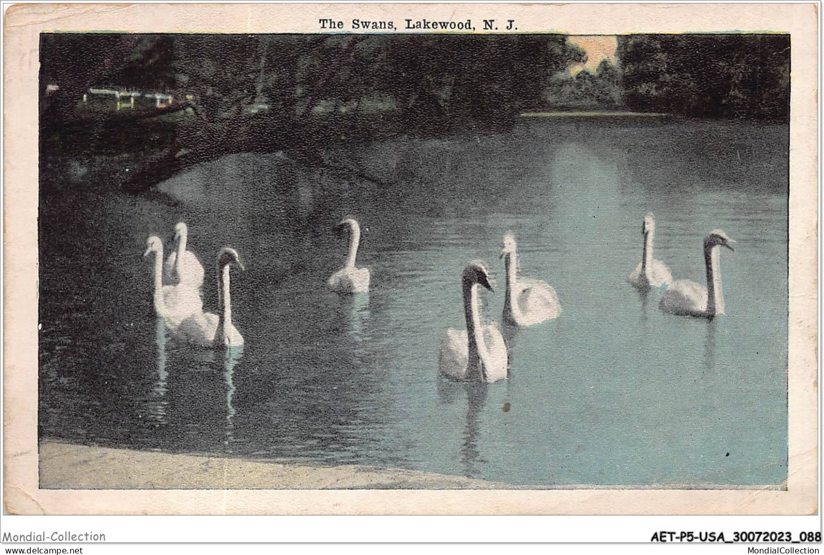 AETP5-USA-0393 - LAKEWOOD - N J - the swans