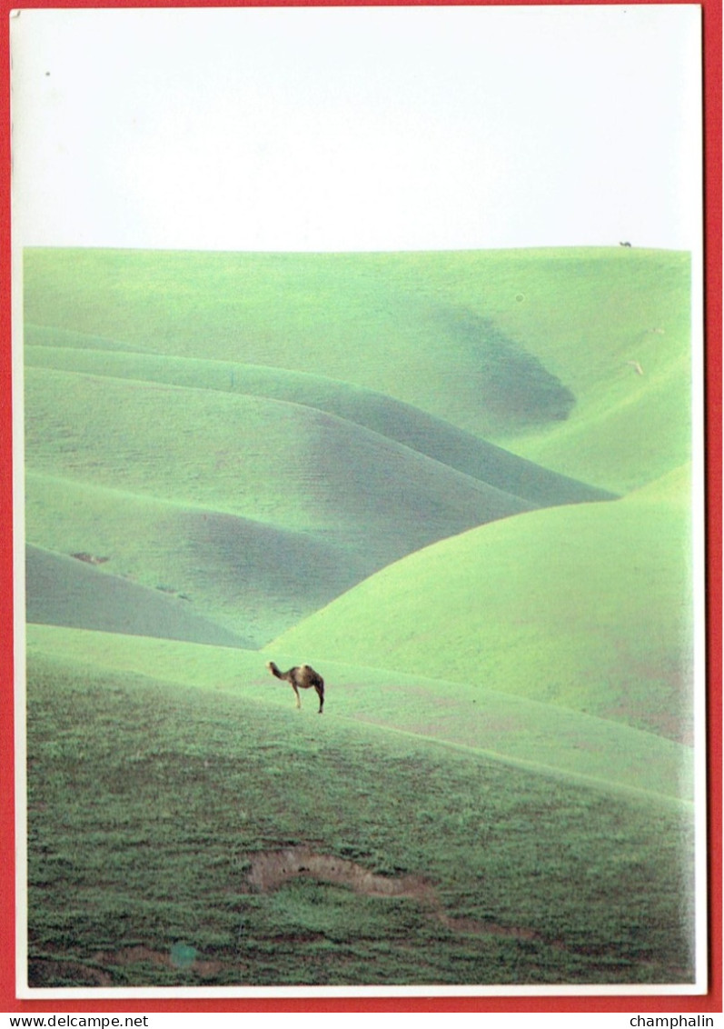 Afghanistan - Steppes du Nord