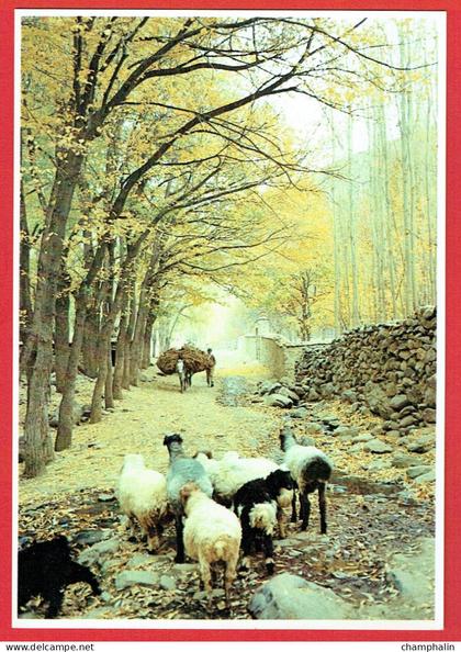 Afghanistan - Automne à Paghman