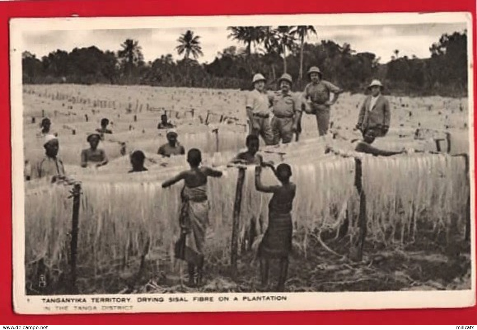 AFRICA   TANZANIA  TANGYANIKA  DRYING SISAL   ETHNIC   RAPHAEL TUCK SERIES