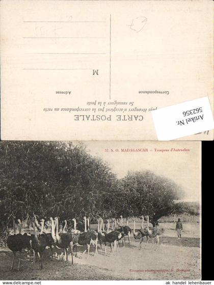 562356,Africa Madagascar Troupeau Autruches Strauße Madagaskar